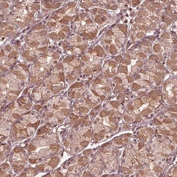 Anti-CDKL4 antibody produced in rabbit Prestige Antibodies&#174; Powered by Atlas Antibodies, affinity isolated antibody, buffered aqueous glycerol solution