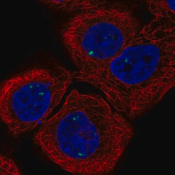 Anti-INCA1 antibody produced in rabbit Prestige Antibodies&#174; Powered by Atlas Antibodies, affinity isolated antibody