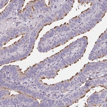 Anti-RUNDC3B antibody produced in rabbit Prestige Antibodies&#174; Powered by Atlas Antibodies, affinity isolated antibody, buffered aqueous glycerol solution