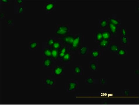 ANTI-TFAP4 antibody produced in mouse clone 7C5, purified immunoglobulin, buffered aqueous solution