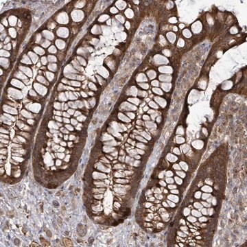 Anti-EIF3C antibody produced in rabbit Prestige Antibodies&#174; Powered by Atlas Antibodies, affinity isolated antibody, buffered aqueous glycerol solution