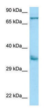 Anti-KIR2DS2 (N-terminal) antibody produced in rabbit affinity isolated antibody