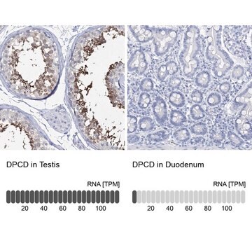 Anti-DPCD antibody produced in rabbit Prestige Antibodies&#174; Powered by Atlas Antibodies, affinity isolated antibody, buffered aqueous glycerol solution