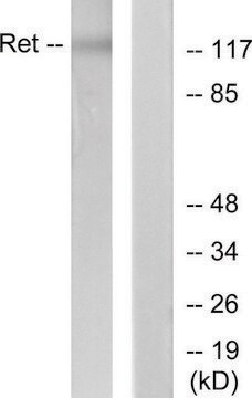 Anti-RET, C-Terminal antibody produced in rabbit affinity isolated antibody