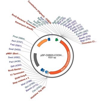 PSF-OXB20-COOH-THR-BETAGAL-6HIS - C-TERMINAL 6 HIS AND BETA GAL DUAL TAG BACTERIAL PLASMID plasmid vector for molecular cloning