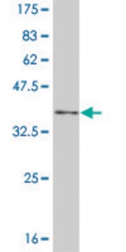 Monoclonal Anti-NFKBIB antibody produced in mouse clone 3E11, purified immunoglobulin, buffered aqueous solution