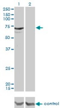 Monoclonal Anti-MYLK2 antibody produced in mouse clone 2G1, purified immunoglobulin, buffered aqueous solution