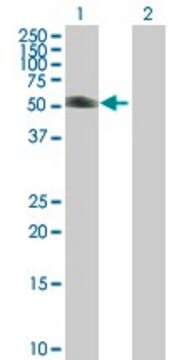 Anti-KRT20 antibody produced in mouse purified immunoglobulin, buffered aqueous solution