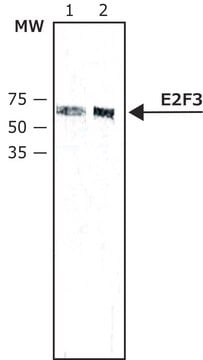 Anti-E2F3 antibody ,Mouse monoclonal clone PG30, purified from hybridoma cell culture