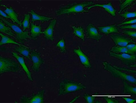 Anti-SH3GLB2 antibody produced in mouse IgG fraction of antiserum, buffered aqueous solution