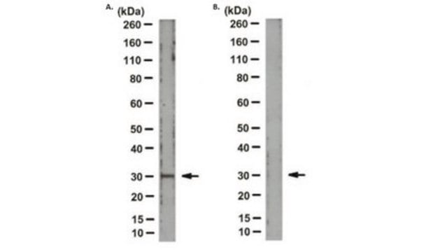 Anti-MT-ND2 Antibody, clone 9E12-1B3 clone 9E12-1B3, from mouse