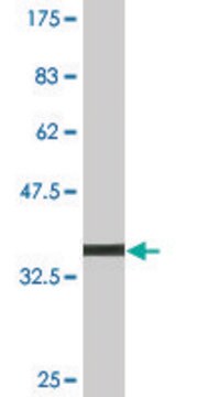 Monoclonal Anti-MDH1 antibody produced in mouse clone 1D2, purified immunoglobulin, buffered aqueous solution