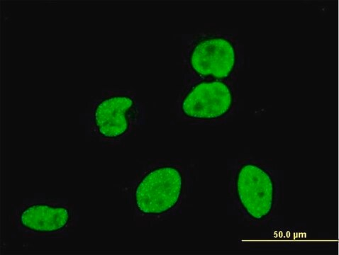 Monoclonal Anti-KIAA0804 antibody produced in mouse clone 2C8, purified immunoglobulin, buffered aqueous solution