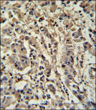 ANTI-MOUSE SIRT3 (C-TERM) antibody produced in rabbit IgG fraction of antiserum, buffered aqueous solution