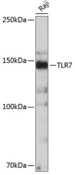 Anti-TLR7 Antibody, clone 3G6S4, Rabbit Monoclonal