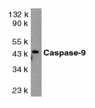 Anti-Caspase 9 Antibody, proform &amp; lg. subunit Chemicon&#174;, from rabbit