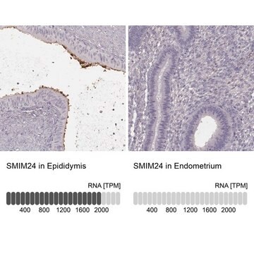 Anti-SMIM24 antibody produced in rabbit Prestige Antibodies&#174; Powered by Atlas Antibodies, affinity isolated antibody