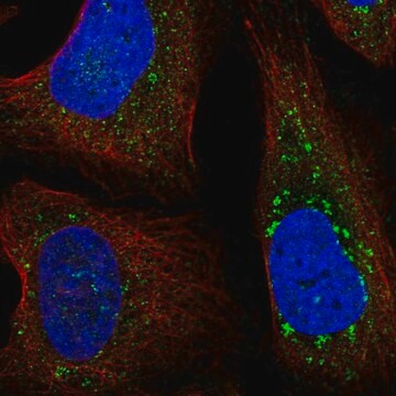 Anti-FYCO1 antibody produced in rabbit Prestige Antibodies&#174; Powered by Atlas Antibodies, affinity isolated antibody