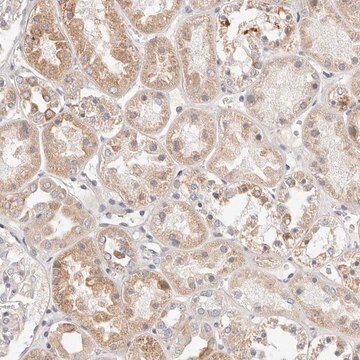 Anti-MYOM3 antibody produced in rabbit Prestige Antibodies&#174; Powered by Atlas Antibodies, affinity isolated antibody, buffered aqueous glycerol solution, ab2