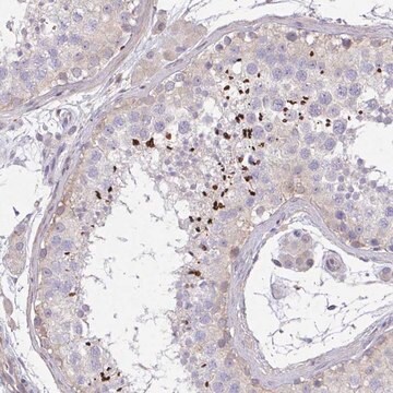 Anti-C19orf54 antibody produced in rabbit Prestige Antibodies&#174; Powered by Atlas Antibodies, affinity isolated antibody, buffered aqueous glycerol solution