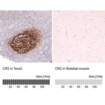 Monoclonal Anti-Cr2 Antibody Produced In Mouse Prestige Antibodies&#174; Powered by Atlas Antibodies, clone CL14552, affinity isolated antibody, buffered aqueous glycerol solution