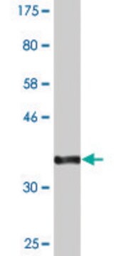 Monoclonal Anti-SLC20A2 antibody produced in mouse clone 4B1, purified immunoglobulin, buffered aqueous solution