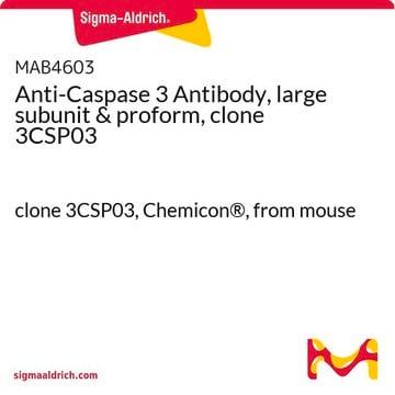 Anti-Caspase 3 Antibody, large subunit &amp; proform, clone 3CSP03 clone 3CSP03, Chemicon&#174;, from mouse