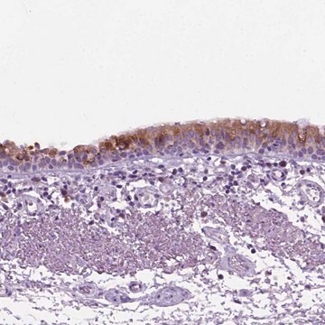 Anti-DNAH11 antibody produced in rabbit Prestige Antibodies&#174; Powered by Atlas Antibodies, affinity isolated antibody