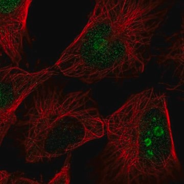 Anti-FAM3A antibody produced in rabbit Prestige Antibodies&#174; Powered by Atlas Antibodies, affinity isolated antibody