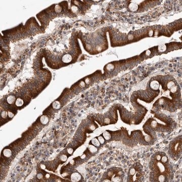 Anti-C4orf3 antibody produced in rabbit Prestige Antibodies&#174; Powered by Atlas Antibodies, affinity isolated antibody, buffered aqueous glycerol solution