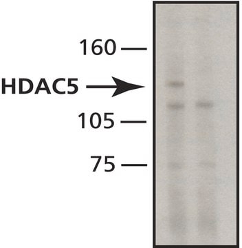 Anti-Histone Deacetylase 5 (HDAC5) antibody, Mouse monoclonal clone HDAC5-35, purified from hybridoma cell culture