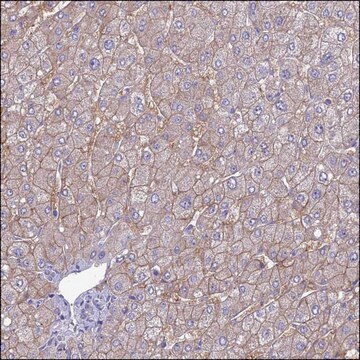 Anti-SLC10A1 antibody produced in rabbit Prestige Antibodies&#174; Powered by Atlas Antibodies, affinity isolated antibody, buffered aqueous glycerol solution