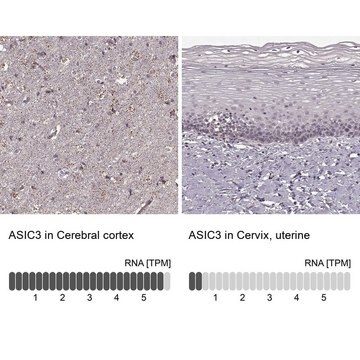 Anti-ASIC3 Prestige Antibodies&#174; Powered by Atlas Antibodies, affinity isolated antibody