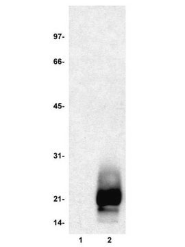 MBP, dephosphoryliert