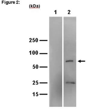 RIPAb+ IGF2 mRNA-binding protein 3 - RIP Validated Antibody and Primer Set from rabbit, purified by affinity chromatography