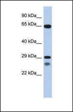 Anti-MYF5, (C-terminal) antibody produced in rabbit affinity isolated antibody