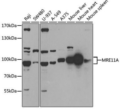 Anti-MRE11A antibody produced in rabbit