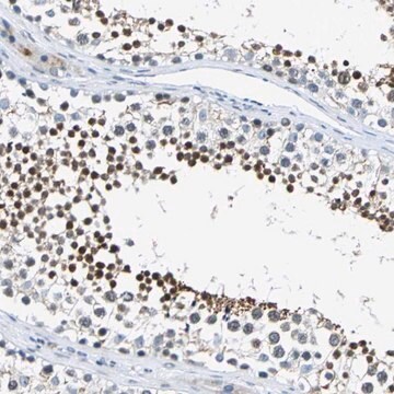 Anti-HCFC2 antibody produced in rabbit Prestige Antibodies&#174; Powered by Atlas Antibodies, affinity isolated antibody, buffered aqueous glycerol solution