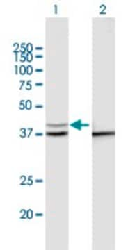 Anti-PSMD13 antibody produced in mouse purified immunoglobulin, buffered aqueous solution