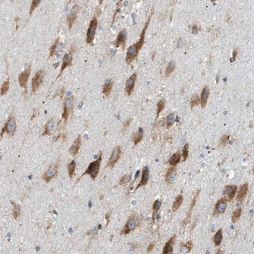 Anti-LMBRD1 antibody produced in rabbit Prestige Antibodies&#174; Powered by Atlas Antibodies, affinity isolated antibody, buffered aqueous glycerol solution