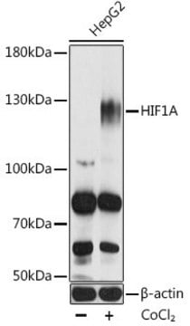 Anti-HIF1A antibody produced in rabbit