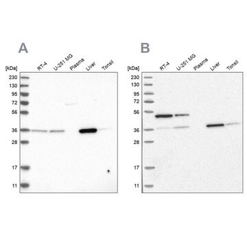 Anti-CRYZ antibody produced in rabbit Prestige Antibodies&#174; Powered by Atlas Antibodies, affinity isolated antibody, buffered aqueous glycerol solution, Ab3