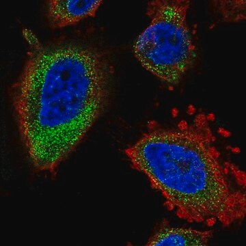 Anti-ELOVL5 antibody produced in rabbit Prestige Antibodies&#174; Powered by Atlas Antibodies, affinity isolated antibody