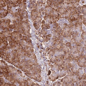 Anti-FRAT2 antibody produced in rabbit Prestige Antibodies&#174; Powered by Atlas Antibodies, affinity isolated antibody, buffered aqueous glycerol solution