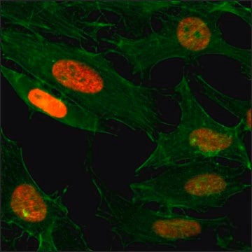 Anti-Acetyl-Histone H3 (Lys4) antibody, Rabbit monoclonal recombinant, expressed in HEK 293 cells, clone RM149, purified immunoglobulin