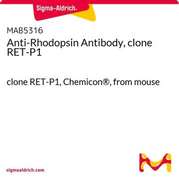 Anticorps anti-rhodopsine, clone RET-P1 clone RET-P1, Chemicon&#174;, from mouse