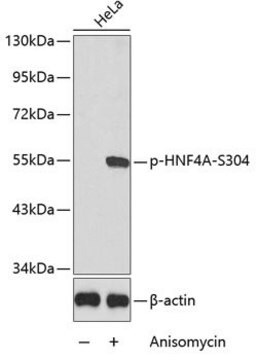 Anti-Phospho-HNF4A-S304 antibody produced in rabbit