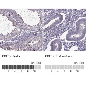 Anti-ODF3 antibody produced in rabbit Prestige Antibodies&#174; Powered by Atlas Antibodies, affinity isolated antibody, buffered aqueous glycerol solution