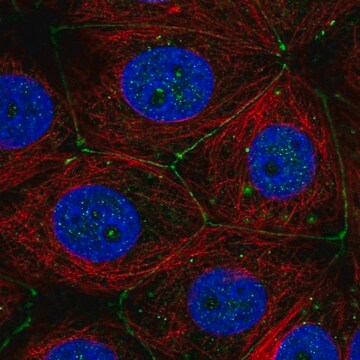 Anti-PLXNA3 antibody produced in rabbit Prestige Antibodies&#174; Powered by Atlas Antibodies, affinity isolated antibody