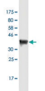 Monoclonal Anti-DSCAML1 antibody produced in mouse clone 6B10, purified immunoglobulin